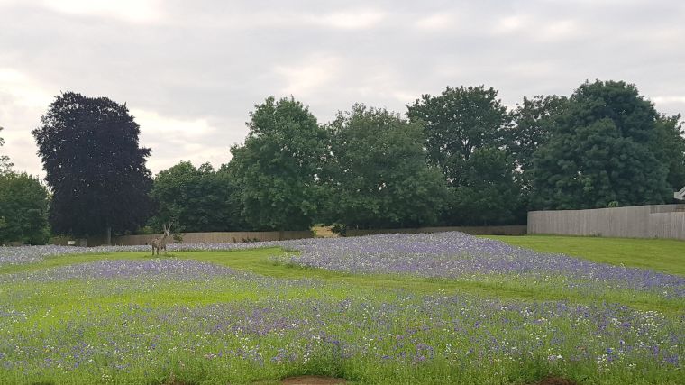 Image of Warneford Meadow in the summer.