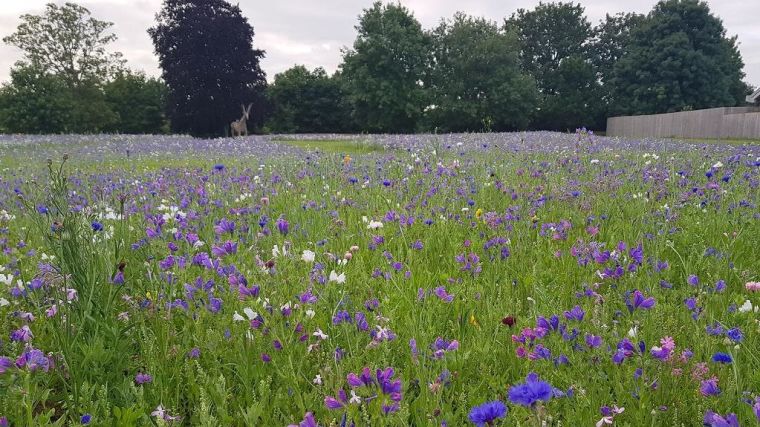 Image shows a Warneford Meadow's grass and flowers.